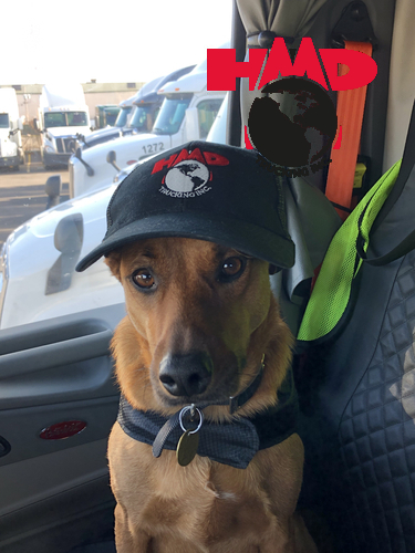 Tips for truck driving with a pet