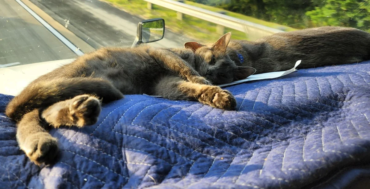 Wonders of trucking with a cat